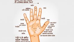 Day ấn mỗi ngón tay trên bàn tay đều có tác dụng điều trị các bệnh lý nhất định
