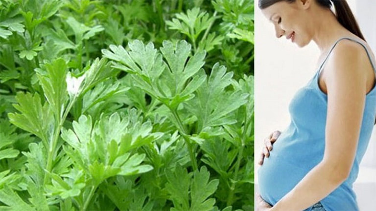 Phụ nữ mang thai dưới 3 tháng sử dụng lá ngải sẽ làm tăng nguy cơ sẩy thai