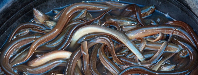 Lươn Nhật Unagi - Món Ăn Đậm Nét Văn Hóa Nhật Bản