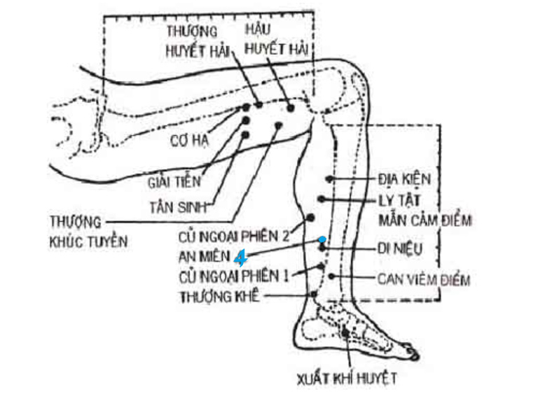Vị trí chính xác của các huyệt đạo trên chân