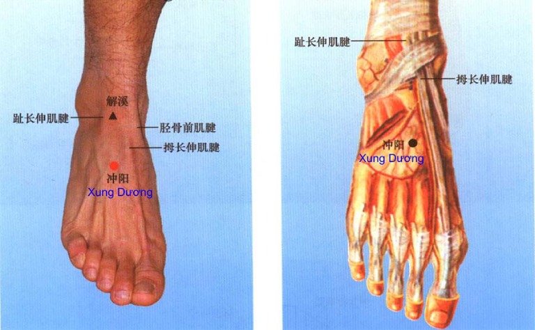 Huyệt xung dương nằm ở vị trí mu bàn chân, có tác dụng điều trị chứng chân yếu hiệu quả