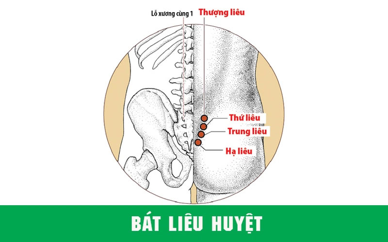 Huyệt Bát Liêu bao gồm 4 cặp huyệt nằm đối xứng nhau qua xương sống